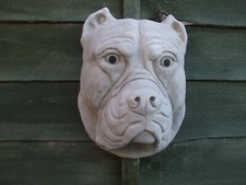 BIG STONE  CANE CORSO PITBULL