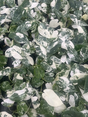 Alocasia frydek - alocasia, ‘frydek’