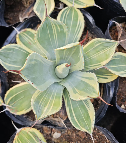 Agave parryi var - ., troncata