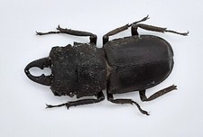 Lucanidae gnaphaloryx opacus - gnaphaloryx,