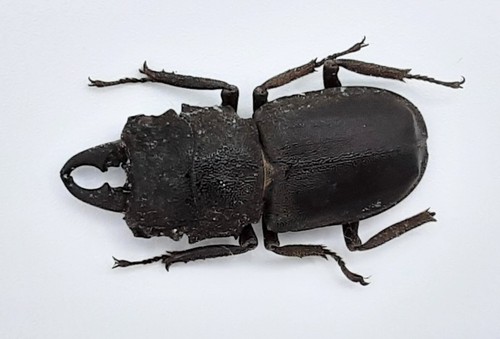 Lucanidae gnaphaloryx opacus - gnaphaloryx,