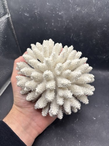 Corallo filippine 13cm x - 13cm,