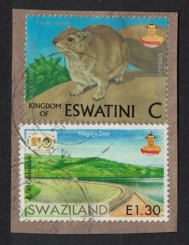 Swaziland eswatini rock rabbit - swaziland,