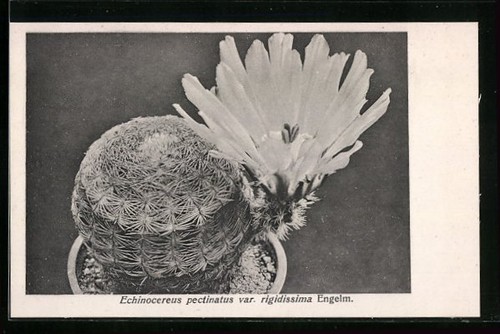 Cartolina cactus echinocereus - cartolina,