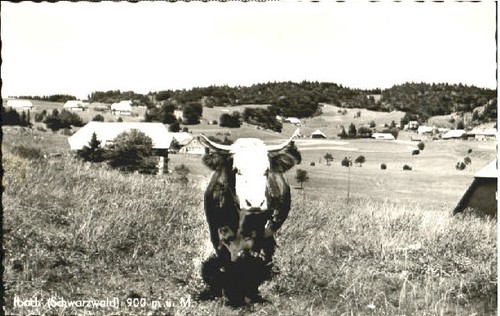 Mucca ibach blasien - mucca,