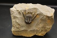 QUALITY FOSSILS Leonaspis