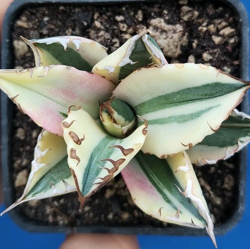 Agave titanota snaggletooth - agave,