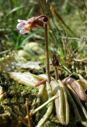 Pinguicula lusitanica pianta - pinguicula,