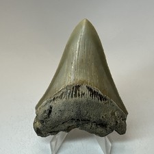 Dente di squalo megalodonte 3,21 pollici - seghettato - vero fossile - denti naturali 19951