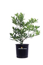Pianta di Agrifoglio Verde