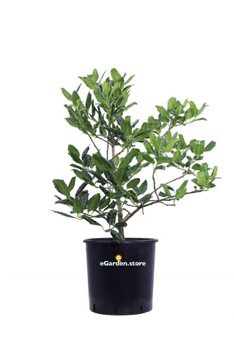 Pianta agrifoglio verde - di,