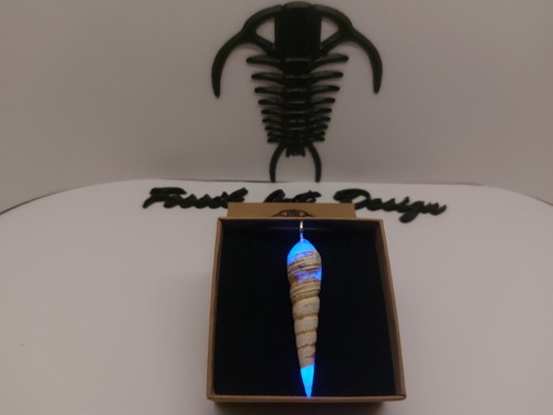 Fossil gasteropode turritella - fossil,