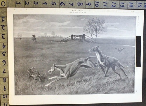 1910 equestre cavallo caccia - 1910,