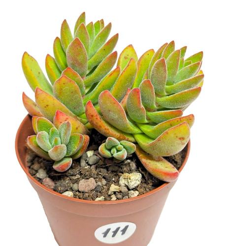 Crassula little woodii - little,