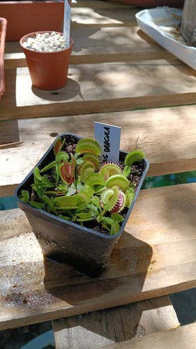 Dionaea muscipula big - muscipula, "big