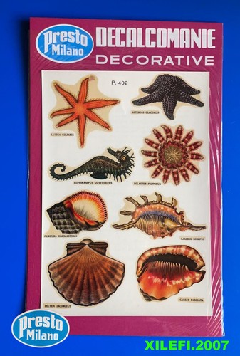 Conchiglie stelle marine - conchiglie,