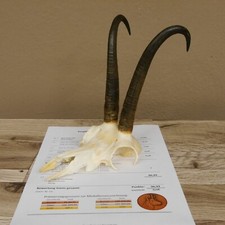 Gamsgeweih Camoscio Geiß
