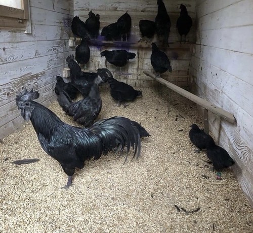 Ayam cemani uova fertili - cemani,