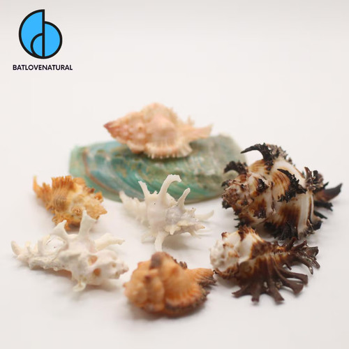 Conchiglia chicoreus - conchiglia,