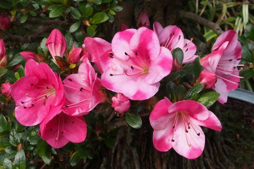 Kobai azalea rhododendron - 2~~azalea,