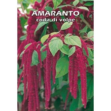 BUSTINA SEMI DI AMARANTO  CODA