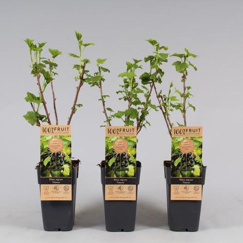 Ribes nero nigrum - nero,