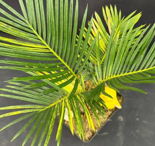 Vendo raro cactus - vendo,