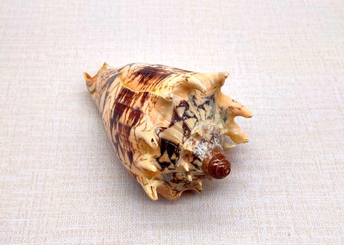 Imperial volute seashell - imperial,