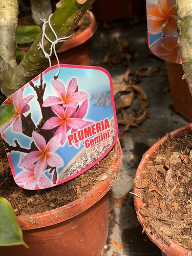 Plumeria gemini vaso h60 - plumeria,