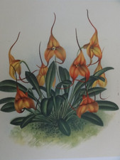 Vintage raro Masdevallia Veitchiana fiori orchidea botanica STAMPA SETA incisa bx1