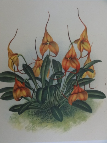 Vintage raro masdevallia - vintage,