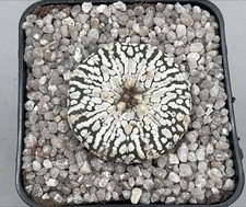 Astrophytum asterias