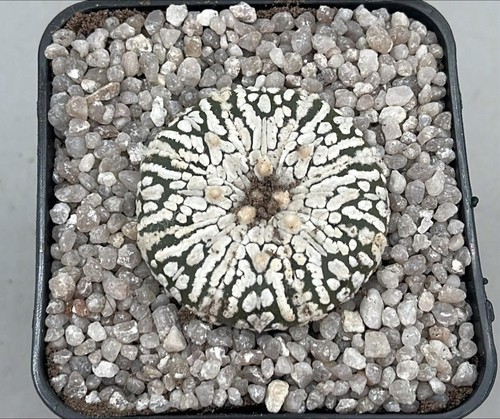 Astrophytum asterias