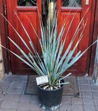 Dasylirion cedrosanum dal