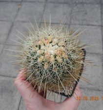 Thelocactus wagnerianus