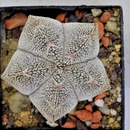 Cactus astrophytum - cactus,