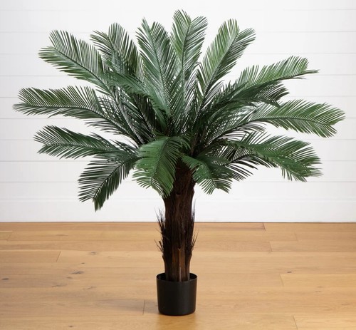 Cycas tree uv - 3’,