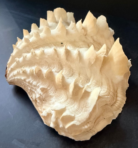 Tridacna squamosa scanalata - squamosa,