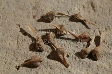 ACERO TRIDENTE - ACER