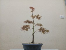 BONSAI ACERO PALMATO