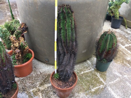 Cactus grandi astrophytum - cactus,