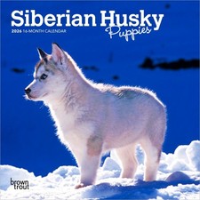 Siberian Husky Cuccioli | 2026