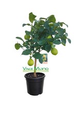 Pianta limone - pianta, di