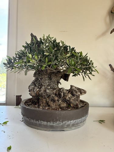 Bonsai olivo secolare età - olivo,