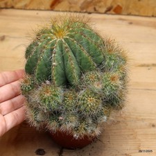 Notocactus magnificus Vaso 10