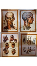 Lotto Di 4 Stampe Anatomiche