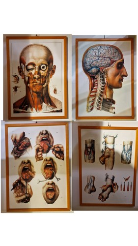 Lotto stampe anatomiche - di,