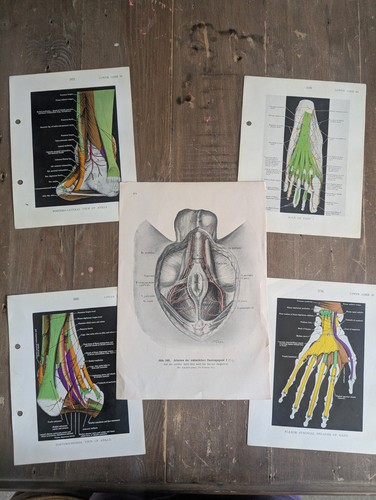 Illustrazione medica vintage - ,