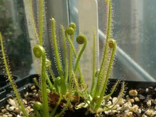 DROSERA FILIFORMIS ssp