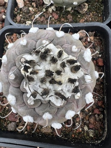 Turbinicarpus jaunigii rara